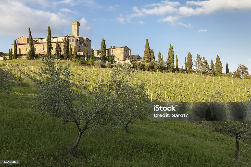 En fin d'après-midi sur la Toscane vineyard - Photo de Agriculture libre de droits