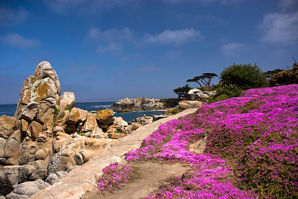 path on shoreline in pacific grove, california - buz çiçeği stok fotoğraflar ve resimler