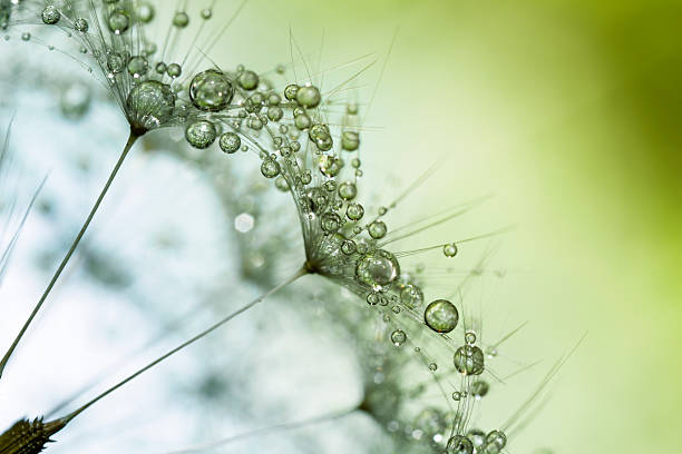 istock Dandelion and Dew - Summer Green Nature Macro Water Drop 175405979