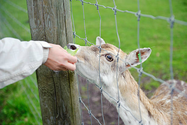 istock Feeding of the deer 175406059