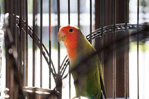 The parrot in the cage