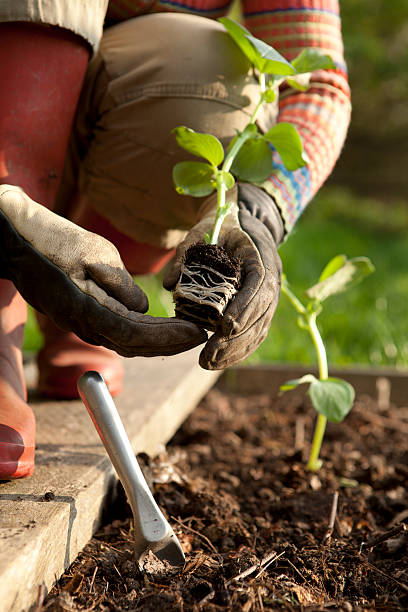садовник посадки растений на фасоль - gardening vegetable garden action planting стоковые фото и изображения