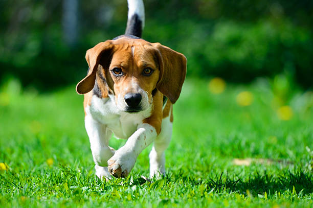 istock Beagle dog running on grass, flying ears 175406089