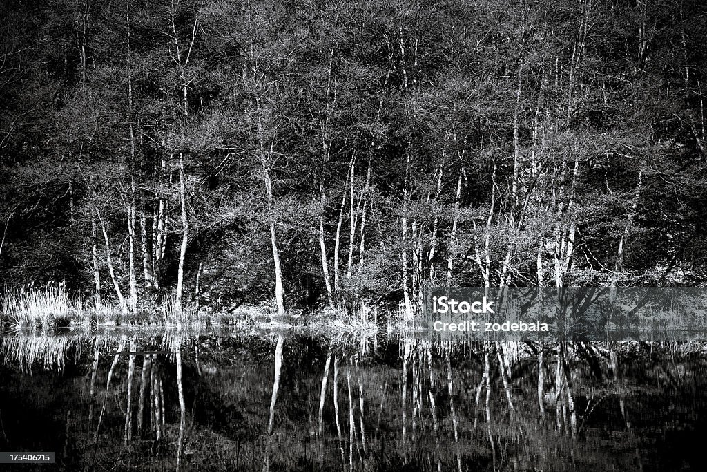 Trees Reflcetion on Lake, Black and White Beautiful lake and forest reflected on water Beauty In Nature Stock Photo