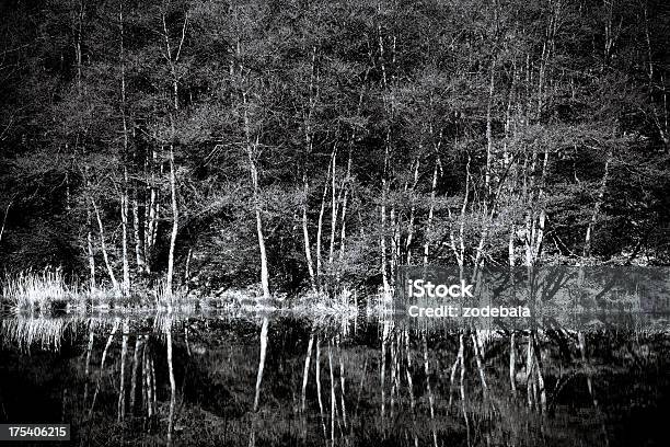 Trees Reflcetion On Lake Black And White Stock Photo - Download Image Now - Beauty In Nature, Beech Tree, Black And White