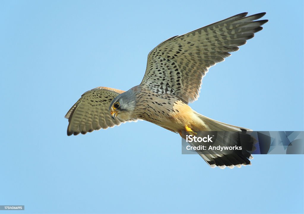 Hunting gemeinsamen Turmfalke (Falco tinnunculus) - Lizenzfrei Falke Stock-Foto