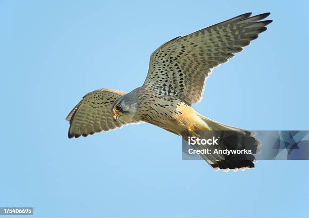 Hunting Gemeinsamen Turmfalke Stockfoto und mehr Bilder von Falke - Falke, Bewegung, Bewegungsunschärfe