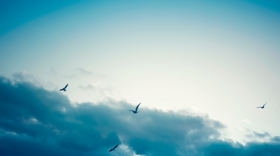 Flock of pigeon flying in the sky