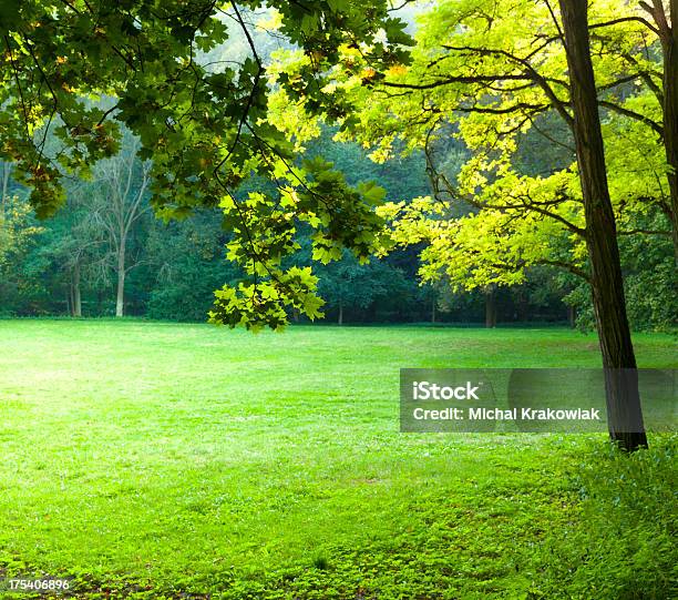 Radura - Fotografie stock e altre immagini di Acero - Acero, Albero, Ambientazione esterna