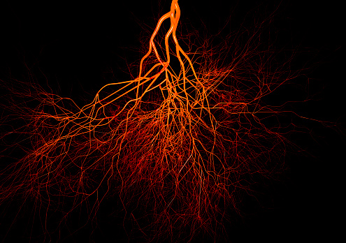 Blood vessels on black background