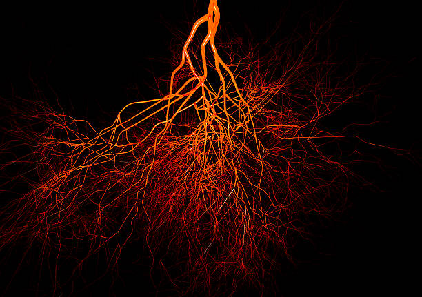 Closeup of blood vessels colored in red and orange Blood vessels on black background human artery stock pictures, royalty-free photos & images