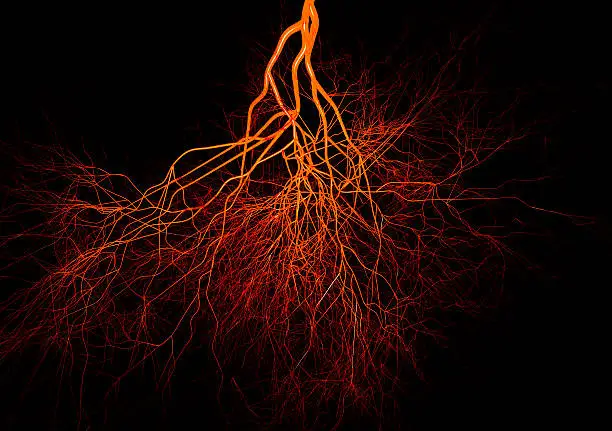 Photo of Closeup of blood vessels colored in red and orange