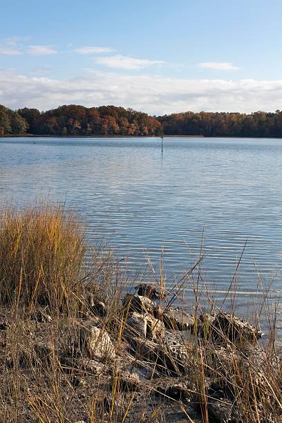 istock Autumn day with low tide in Chesapeake estuary 175407265