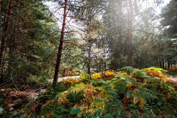 istock Autumn vegetation of a lush forest 1754073430