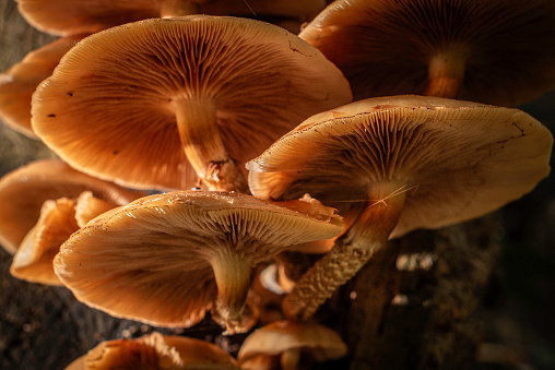 Honey Fungus growing on logs in woodlands and countryside