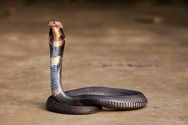 Photo of Cobra