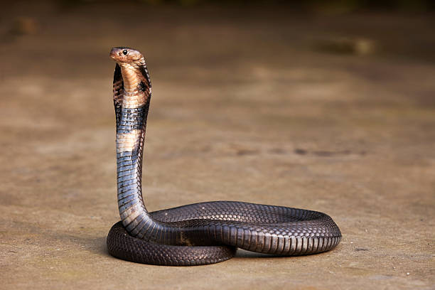кобра - cobra snake poisonous organism reptiles стоковые фото и изображения