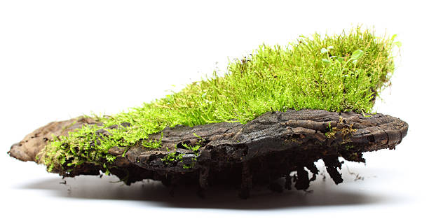 moss moss soil fungus stock pictures, royalty-free photos & images