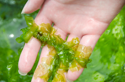 Sea lettuce, Ulva lactuca, is a green algae.