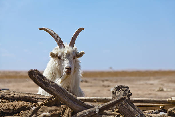 macho de oveja - gobi desert fotografías e imágenes de stock