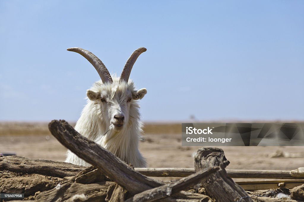 Pecora maschio - Foto stock royalty-free di Deserto