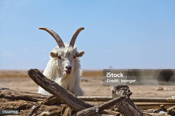 Pecora Maschio - Fotografie stock e altre immagini di Deserto - Deserto, Gobi, Capra - Ungulato