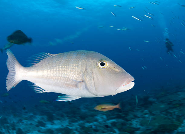 Emperor Fish Stock Photo - Download Image Now - Animal, Animals Hunting, Animals In The Wild - iStock Emperor Fish Stock Photo - Download Image Now - Animal, Animals Hunting, Animals In The Wild - iStock