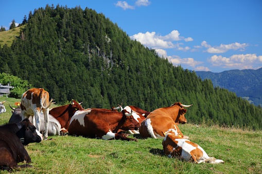 Simmental fleckvieh and Pinzgauer cattle breeds in Salzkammergut region of Austria. Cows on alpine pastures in Austria.