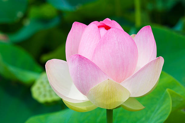 istock Sacred Pink Lotus Blossom 175408233