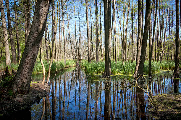 swamp im wald - naturpark stock-fotos und bilder