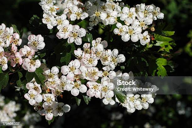 Possa Florescer No Hawthorn Árvore Crataegus Monoguna - Fotografias de stock e mais imagens de Ao Ar Livre