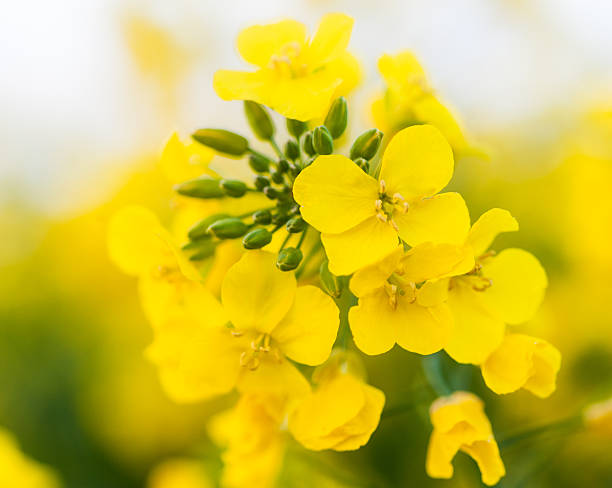 colza - canola flower foto e immagini stock