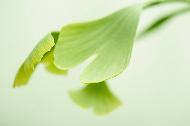 folhas de gingko - ginkgo ginkgo tree chinese medicine healthcare and medicine - fotografias e filmes do acervo