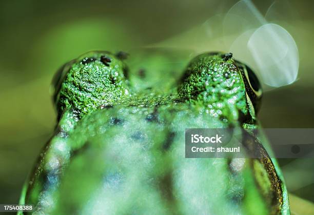 Vista De Olhos De Rã - Fotografias de stock e mais imagens de Anfíbio - Anfíbio, Animal, Animal selvagem