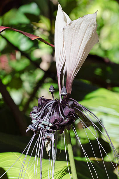 istock white bat flower  Tacca integrifolia 175408682