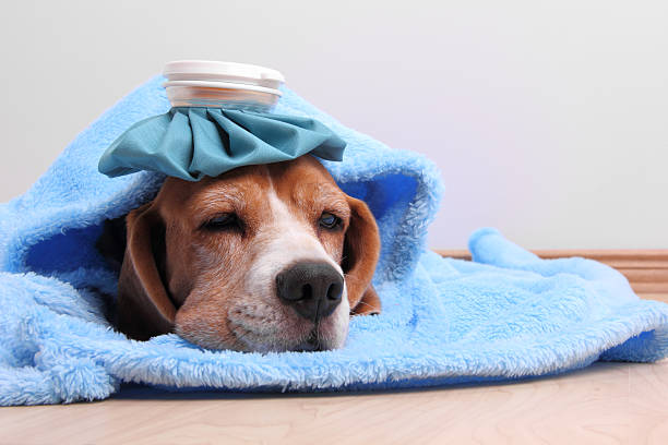 I am feeling sick Little dog with ice pack and blanket lying on the floorSome other related images: cold virus stock pictures, royalty-free photos & images