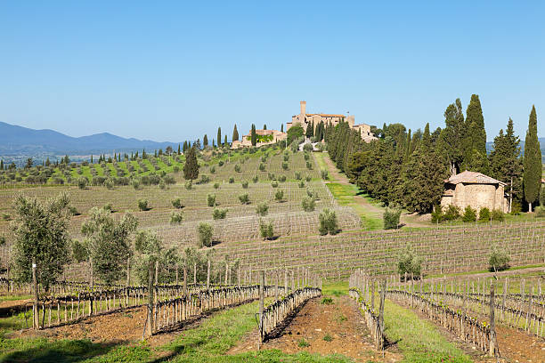 istock Morning at Tuscany vineyards 175409343