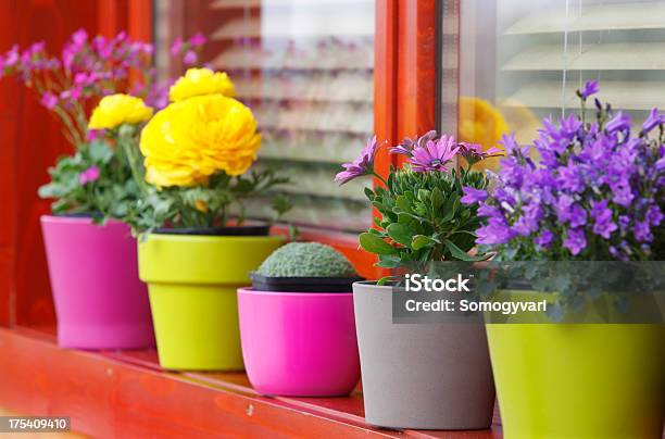 Spring Flowers Stock Photo - Download Image Now - Flower Pot, In A Row, Multi Colored