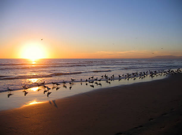 istock Sunset with Seagulls on beach of Costa da Caparica (Portugal) 175409442
