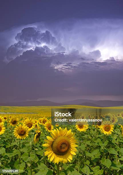 Foto de Girassóis E Tempestade e mais fotos de stock de Agricultura - Agricultura, Amarelo, Azul