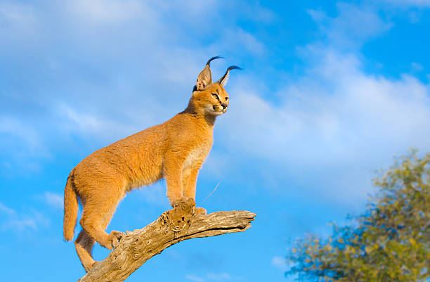 Caracal - South Africa Caracal, late afternoon light. South Africa. caracal photos stock pictures, royalty-free photos & images