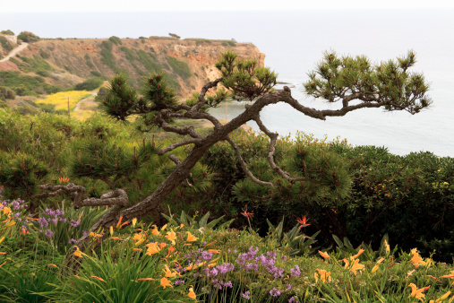 A view of one of the many cliffs along the coast of California.  This photo was taken from the Wayfarers Chapel on a day when the ocean was obscured somewhat as a result of the May gloom fog.  The focus is this photo is primarily on the pine tree and flower garden in the foreground.