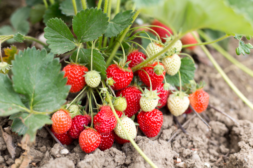 Strawberry plant. Wild stawberry bushes. Strawberries in growth at garden. Ripe berries and foliage strawberry