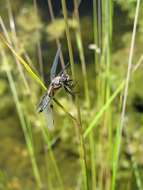 "Dragonfly - Four-spotted, (Libellula quadrimaculata)"