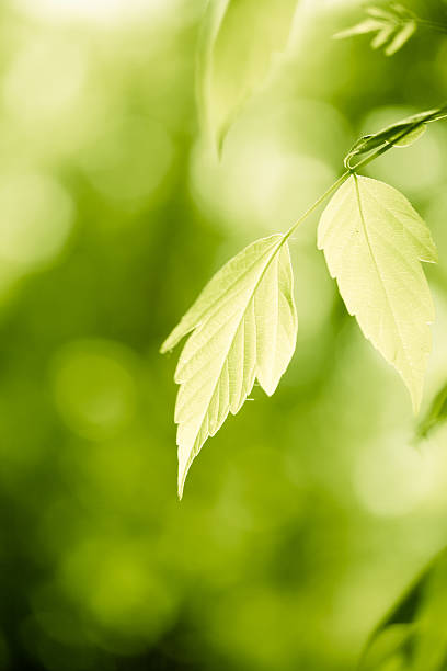 緑の葉 - tree leaf green chlorophyll ストックフォトと画像