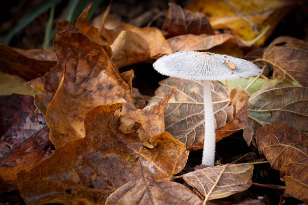 istock Translucent, white, delicate mushroom among autumn leaves. 1754100462