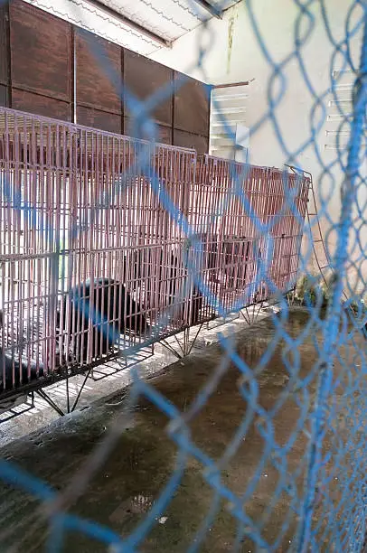 Photo of Caged Asiatic Black Bears In Vietnam