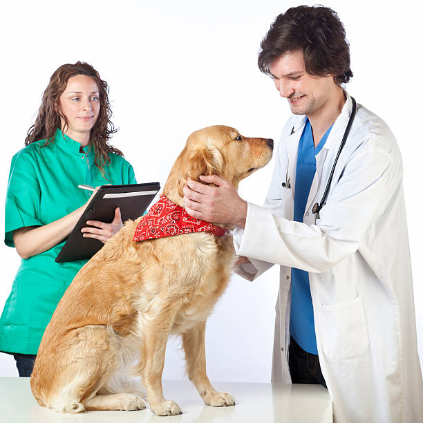istock Vets and golden retriever 175410617