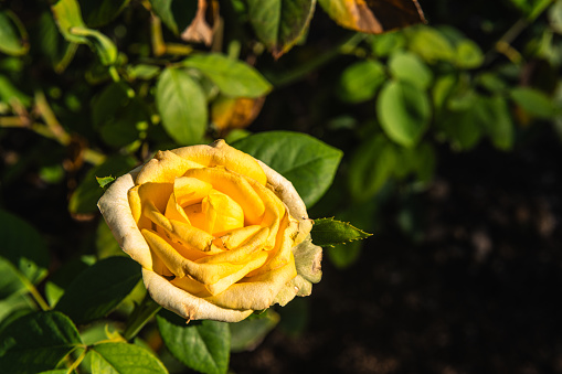 Yellow rose flowers with eucalyptus leaves in a corner arrangement isolated on white background. Flat lay, top view.