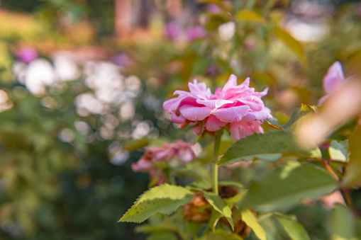 This is a color photograph of a pink rose in the downtown Winter Park, Florida rose garden with a shallow depth of field.